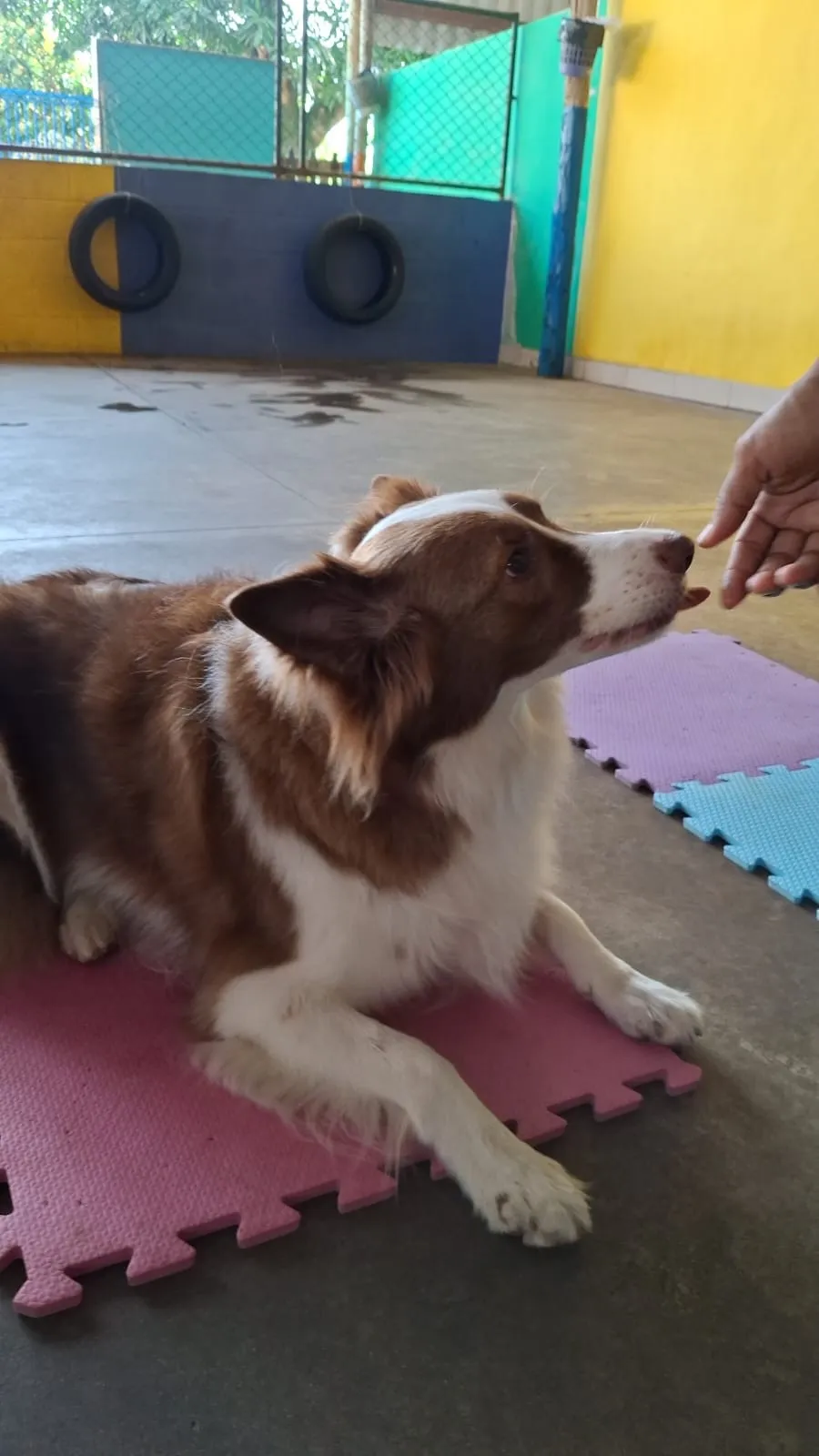 Clube para cachorro em Vitória