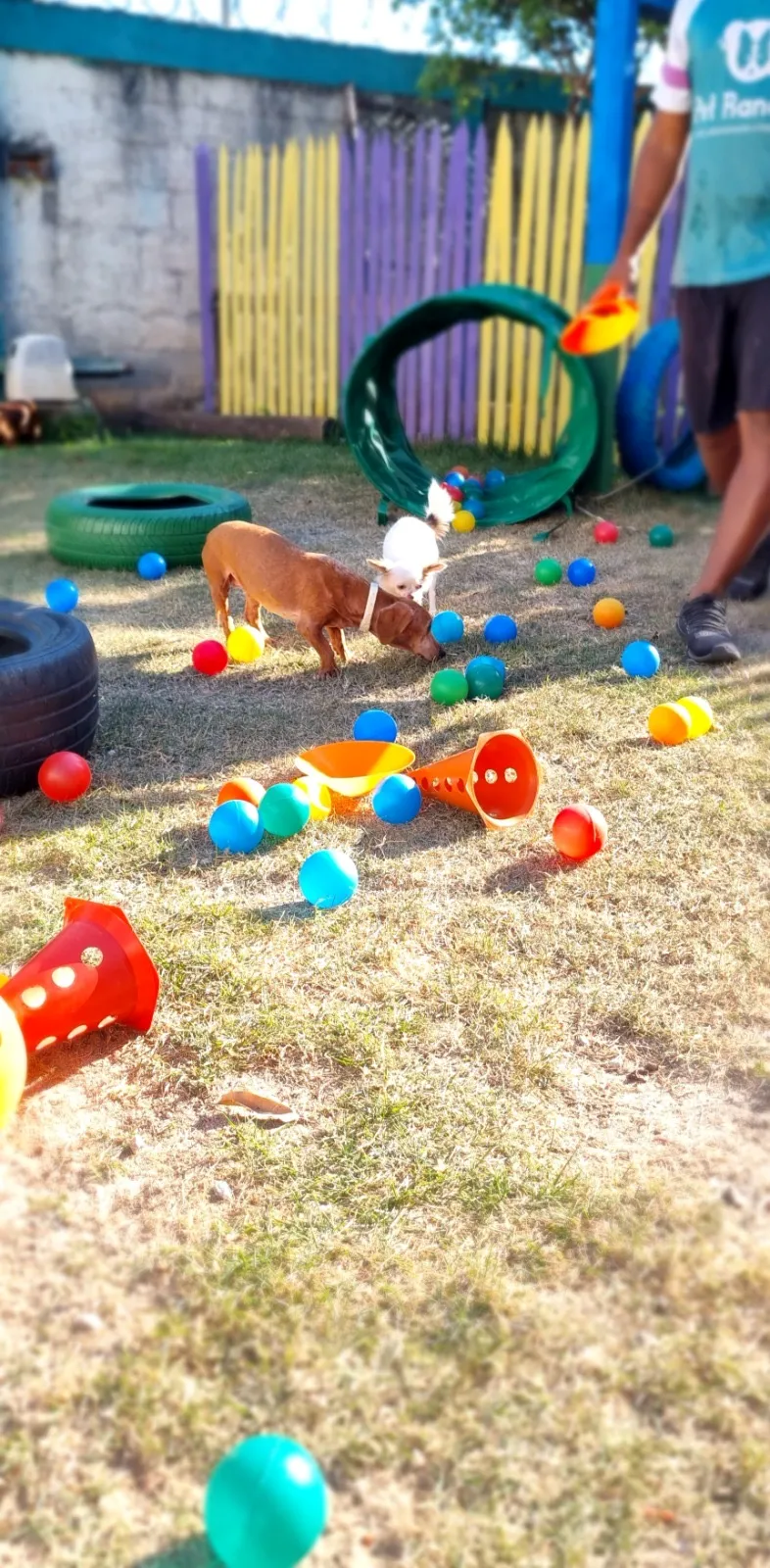 Creche para cachorro próximo a mim