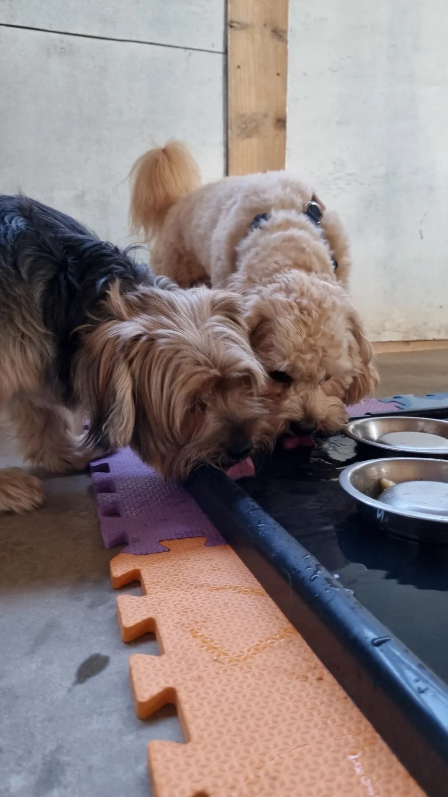 Creche canina perto de mim