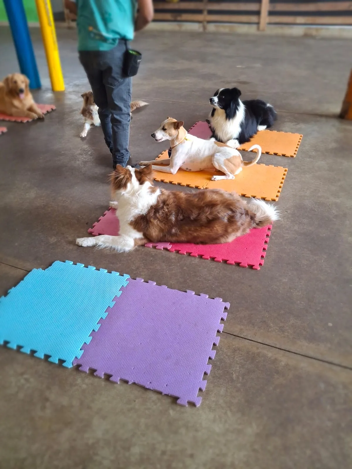 Day care cachorro em Vitória