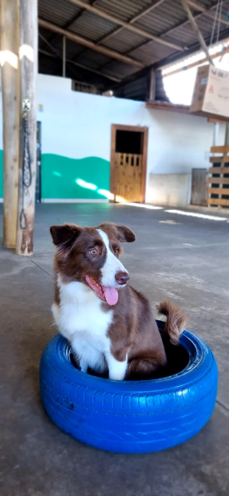 Daycare para cachorro em Vila Velha