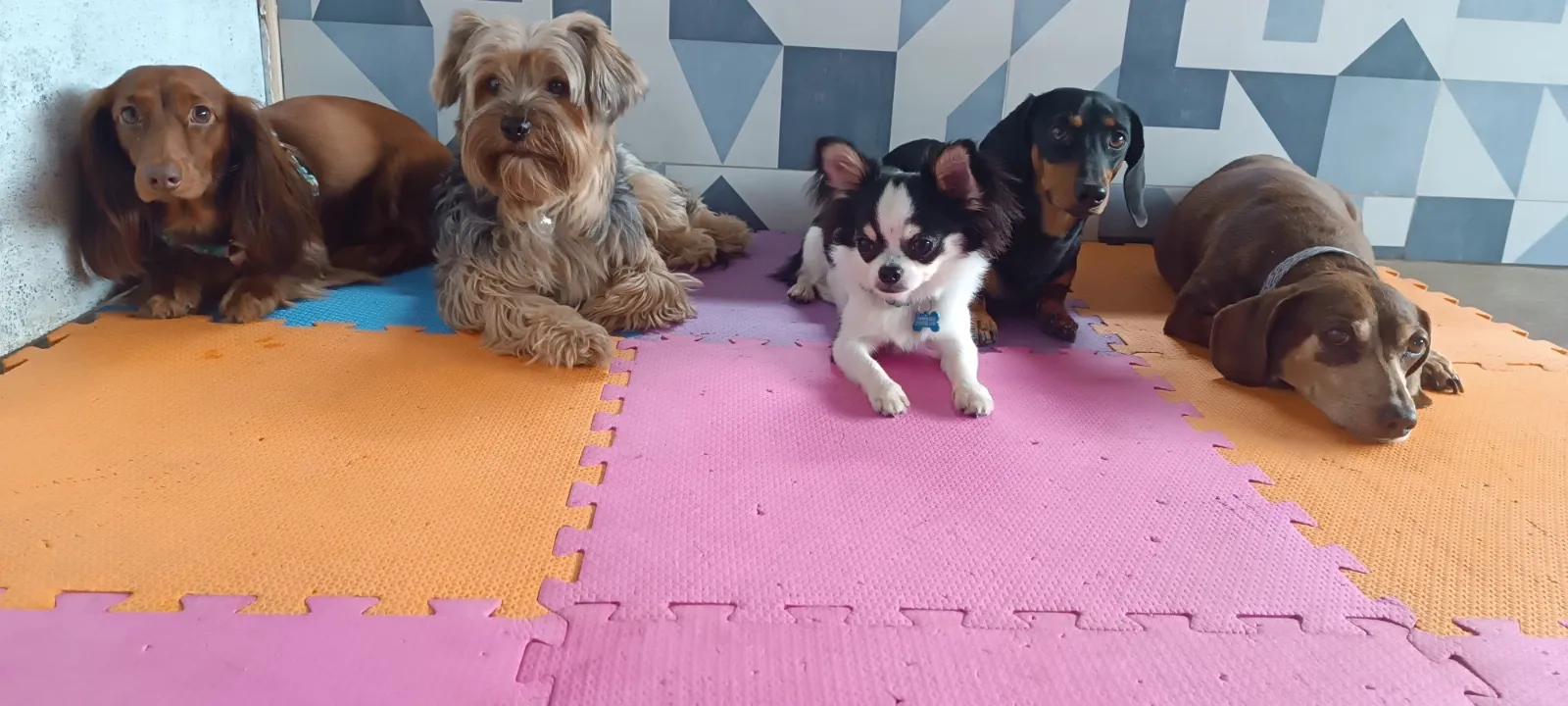 Daycare para cachorro em Vitória