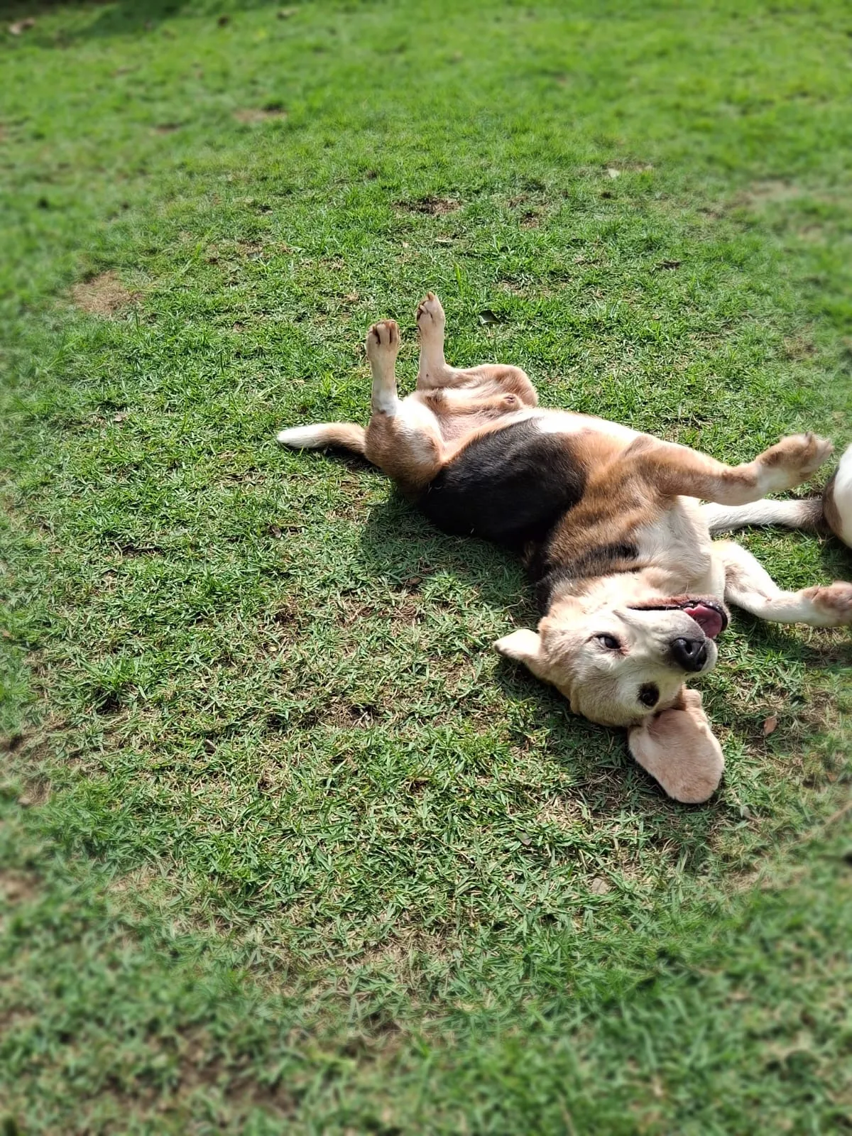 Escolinha para cachorro em Vila Velha