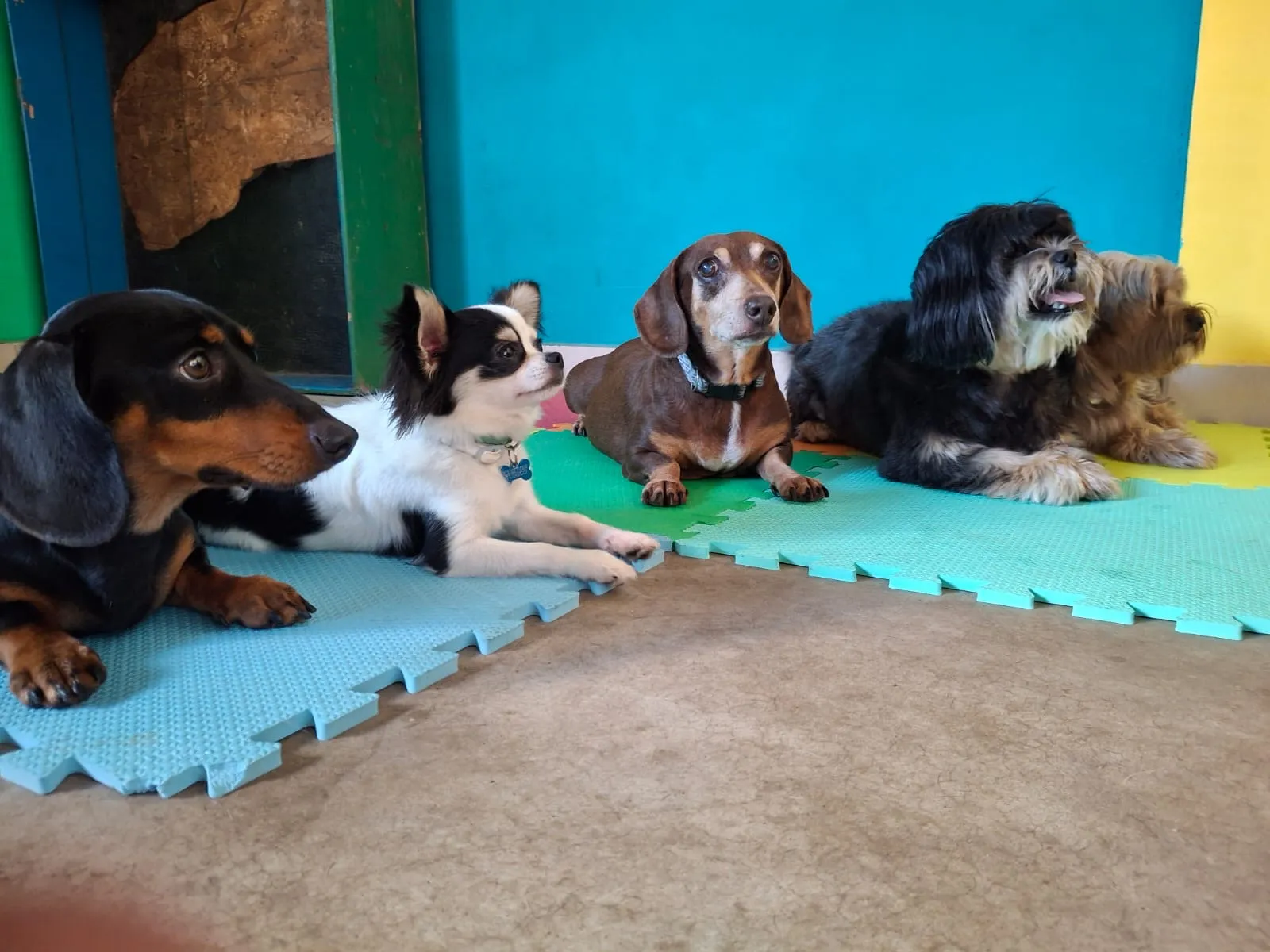 Escolinha para cachorro em Vitória