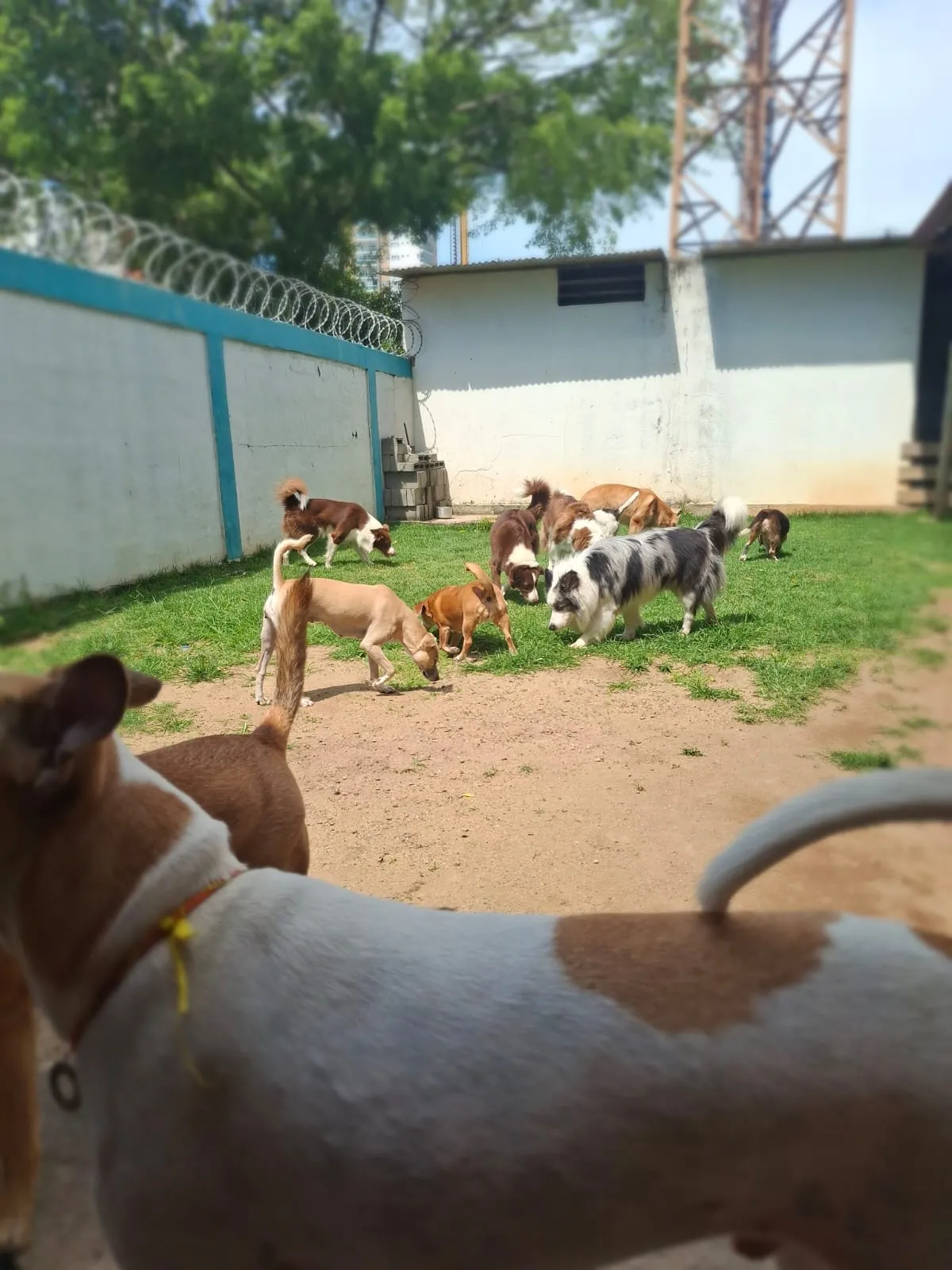 Hospedagem para cachorro