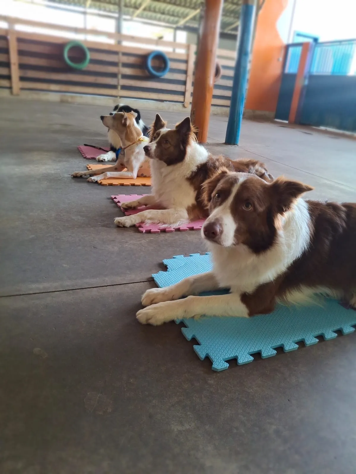 Hospedagem para cachorro em Vitória