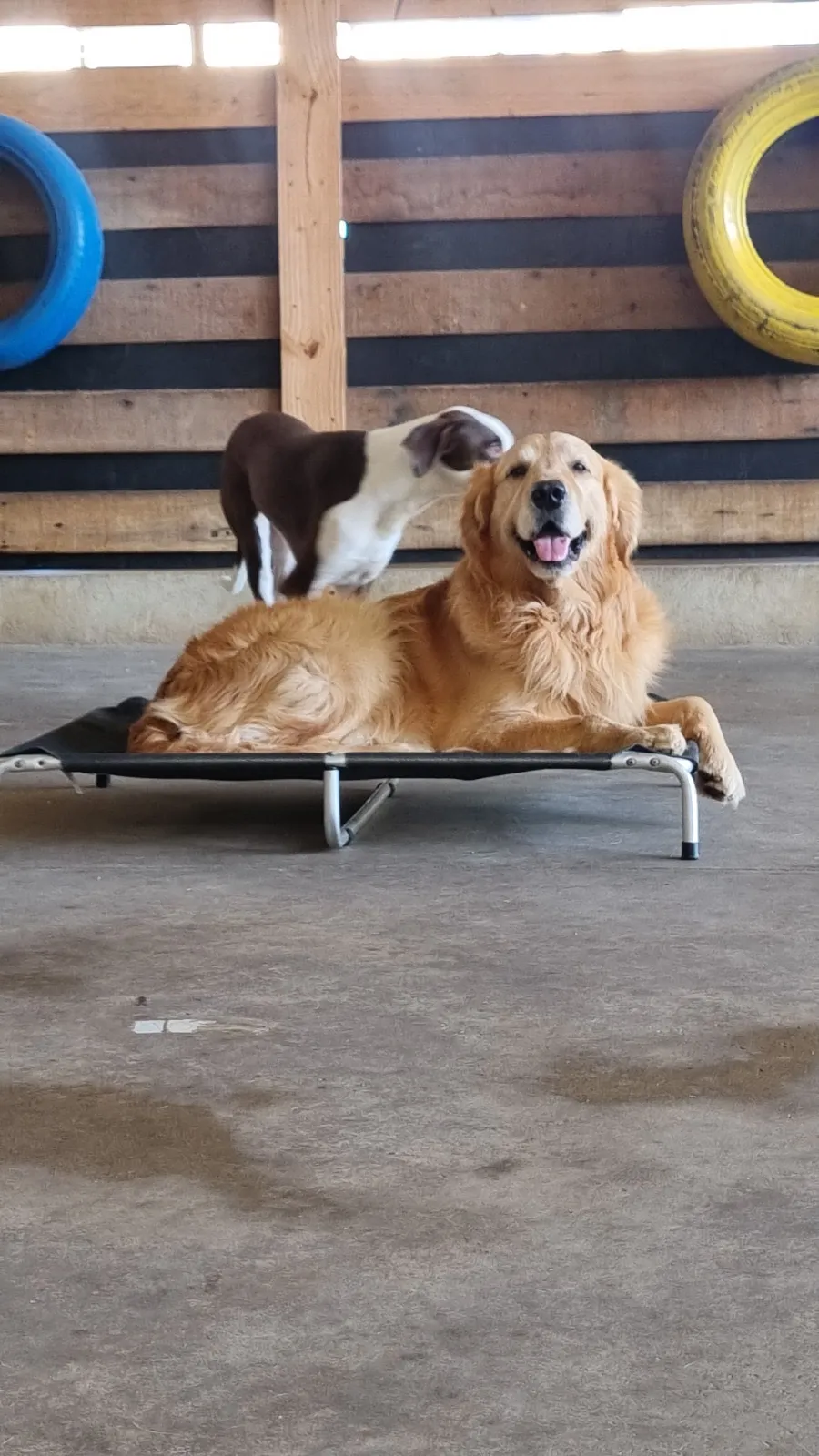 Imagem ilustrativa de Hotel para animais de estimação