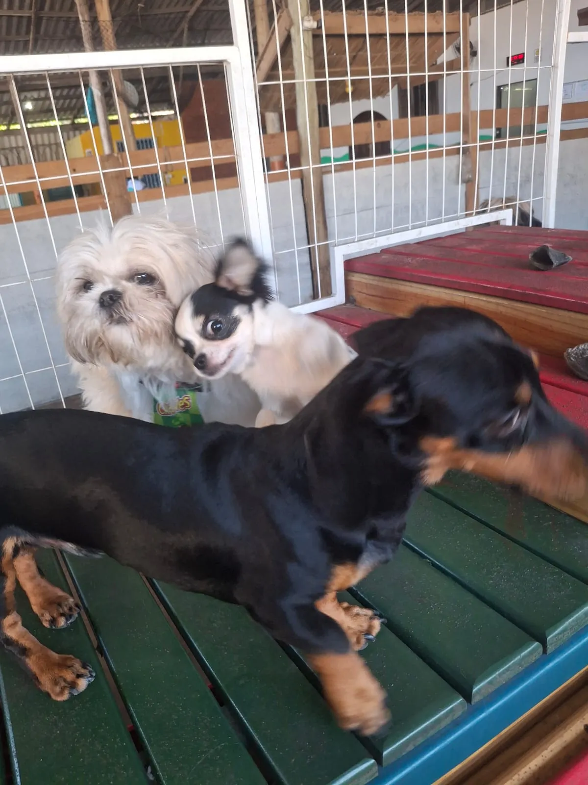 Imagem ilustrativa de Hotel para cães