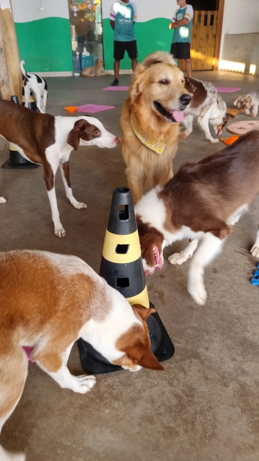 Hotelzinho de cachorro perto de mim