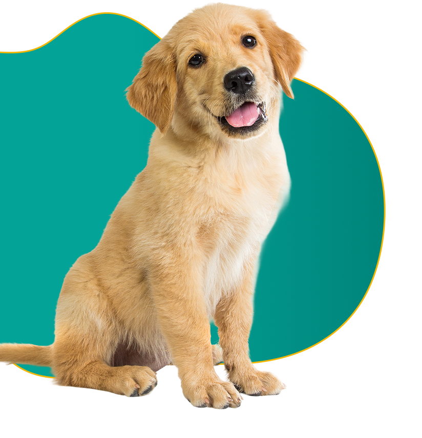 Quem somos - Pet Rancho